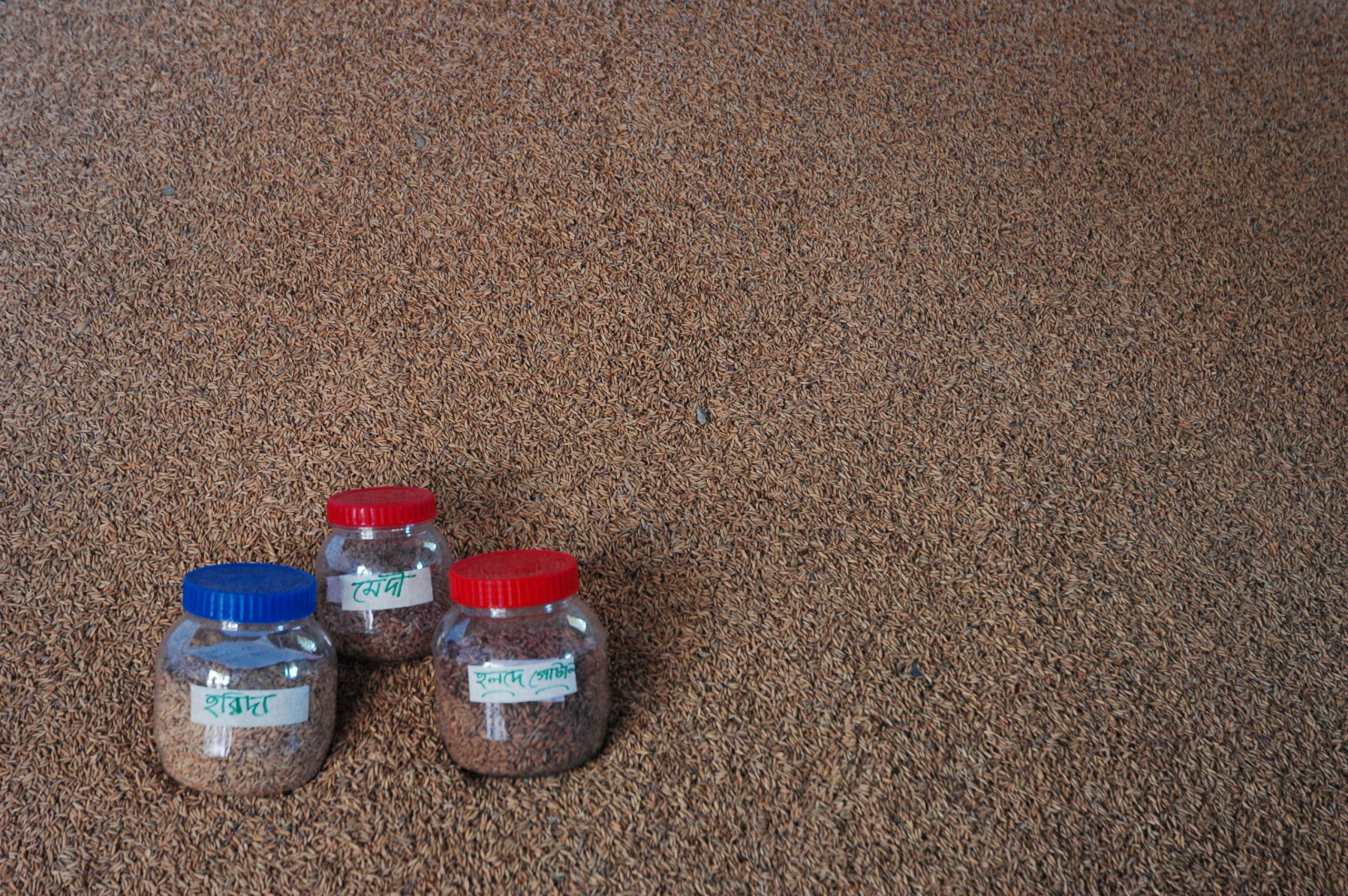 seeds photo_Martin Kunz Photo Credit: Martin Kunz