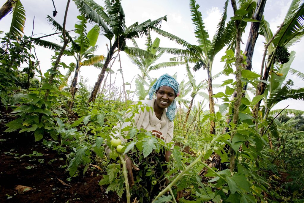 Africa_Food_Security_2_(10665234383)