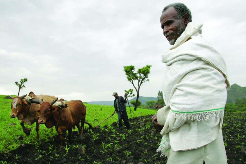 ILRI,_Stevie_Mann_-_Ploughing_with_cattle_in_southwestern_Ethiopia