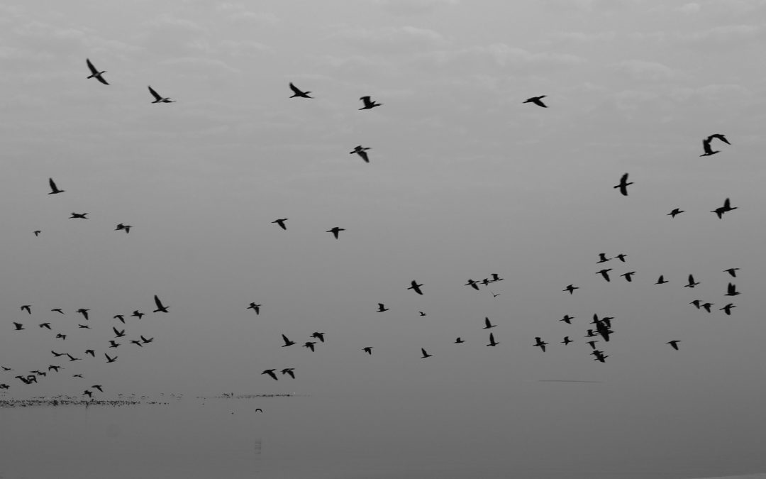 6657899469_08c80946de_o