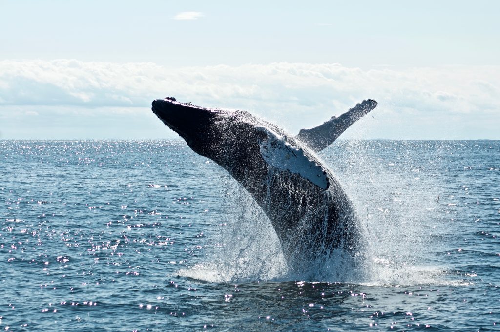 oceans timeline post todd-cravens-unsplash